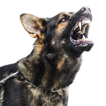 Prévention Agressions Canines